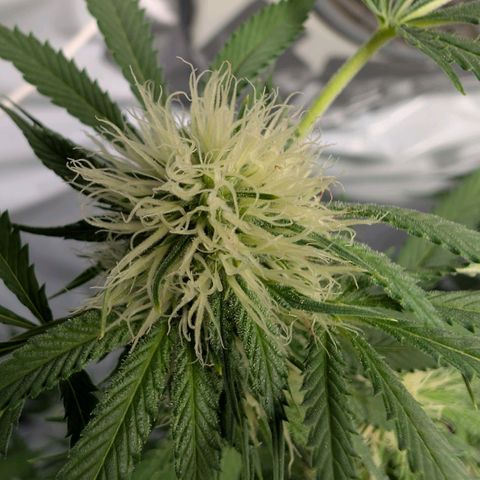 Citrus Fuel (Semi) Automatic growlog timeline photo