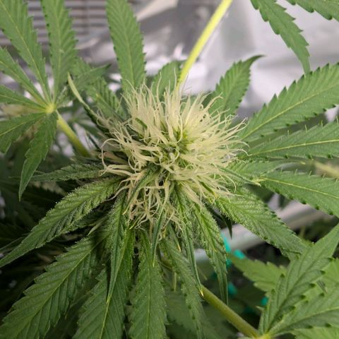 Citrus Fuel (Semi) Automatic growlog timeline photo