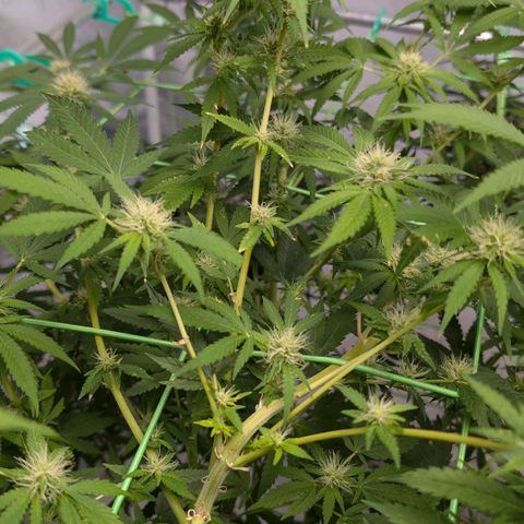 Citrus Fuel (Semi) Automatic growlog timeline photo