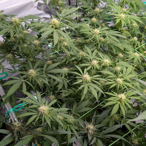 Citrus Fuel (Semi) Automatic growlog timeline photo