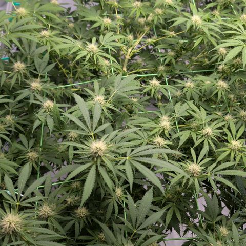 Citrus Fuel (Semi) Automatic growlog timeline photo