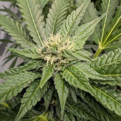 Blue Sunset  growlog timeline photo