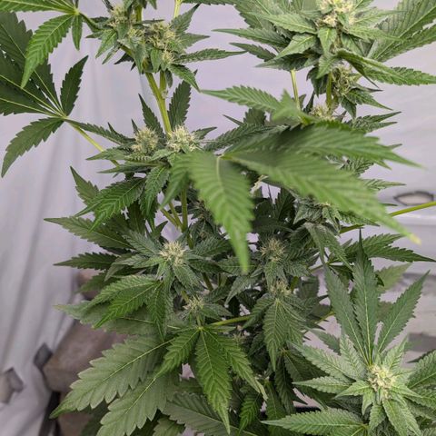 Blue Sunset  growlog timeline photo
