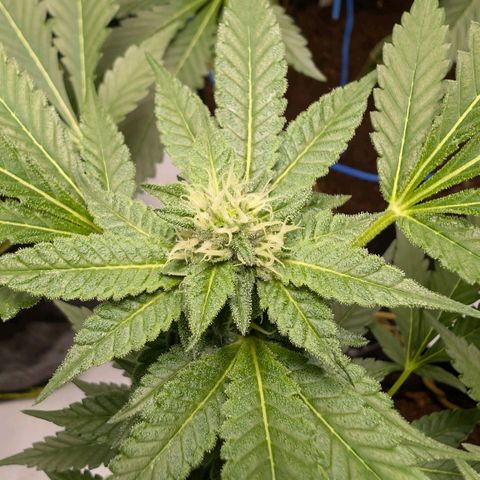 Blue Sunset  growlog timeline photo