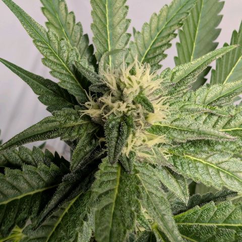 Blue Sunset  growlog timeline photo