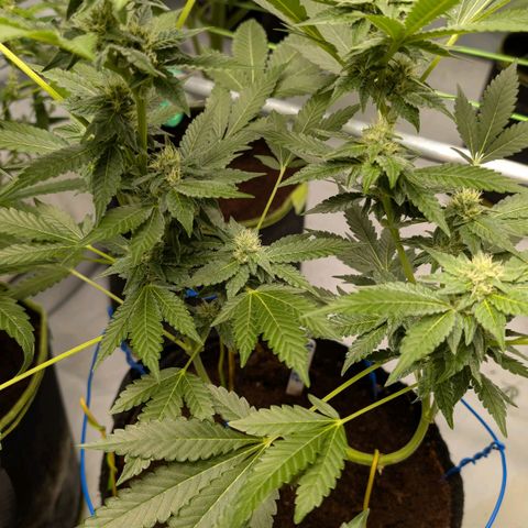 Blue Sunset  growlog timeline photo