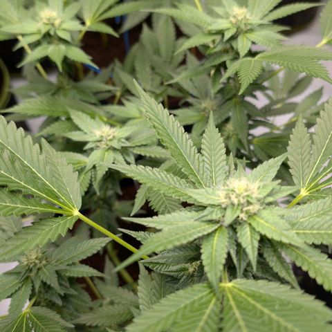Blue Sunset  growlog timeline photo