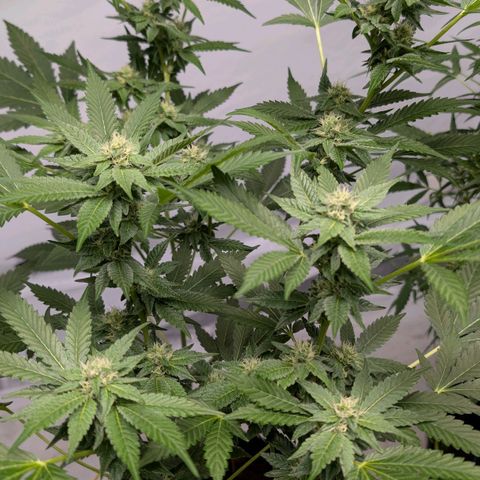 Blue Sunset  growlog timeline photo