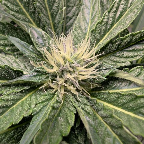 Cherry Bacio  growlog timeline photo