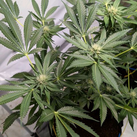Cherry Bacio  growlog timeline photo