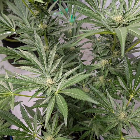 Cherry Bacio  growlog timeline photo