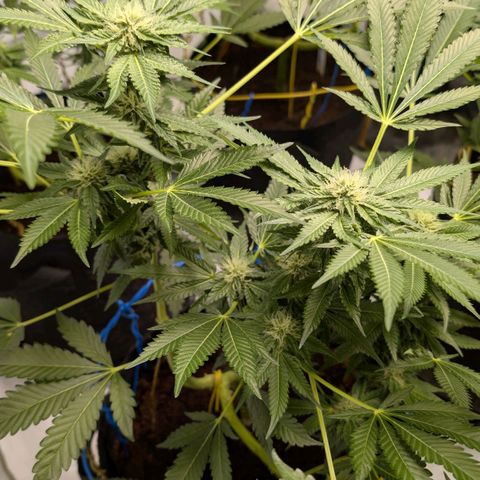Cherry Bacio  growlog timeline photo
