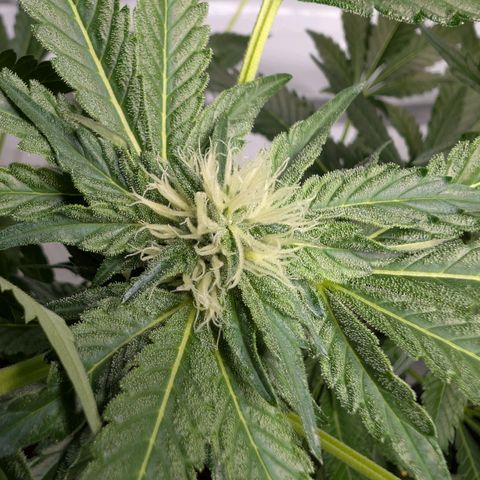 Cherry Bacio  growlog timeline photo