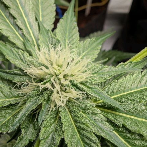 Cherry Bacio  growlog timeline photo