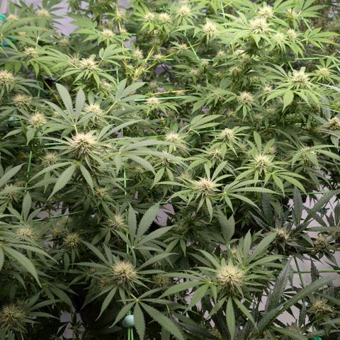 Citrus Fuel (Semi) Automatic growlog timeline photo