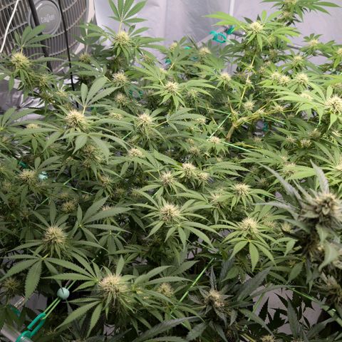 Citrus Fuel (Semi) Automatic growlog timeline photo