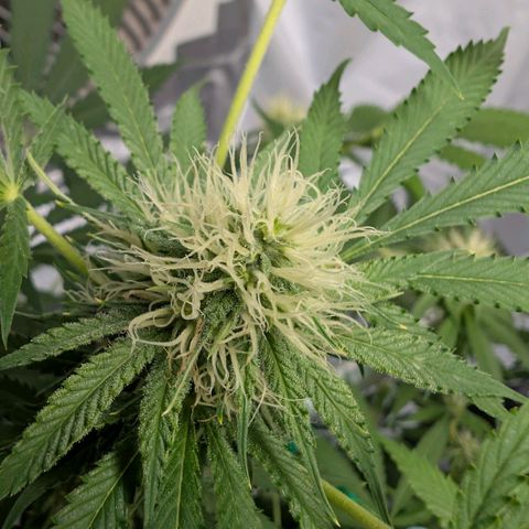 Citrus Fuel (Semi) Automatic growlog timeline photo