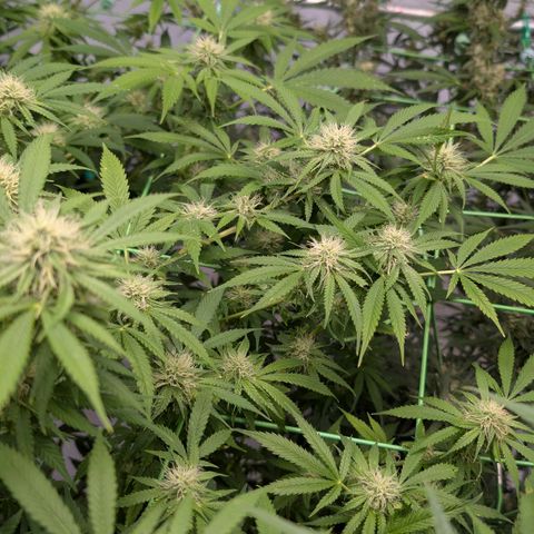 Citrus Fuel (Semi) Automatic growlog timeline photo