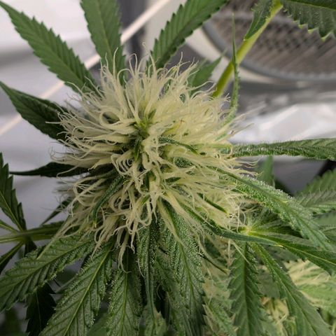 Citrus Fuel (Semi) Automatic growlog timeline photo