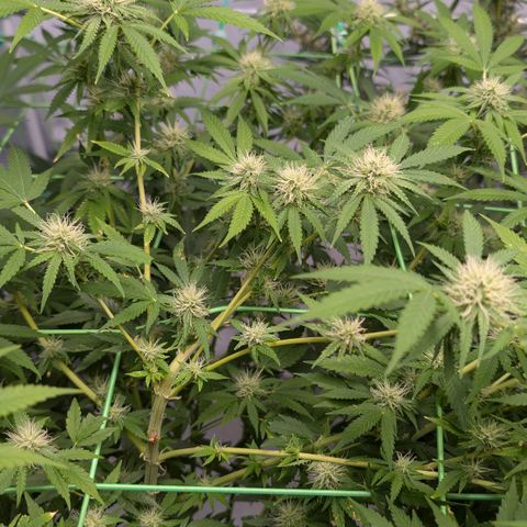 Citrus Fuel (Semi) Automatic growlog timeline photo