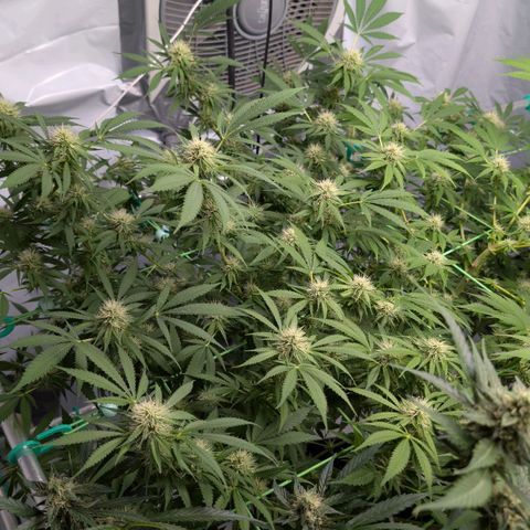Citrus Fuel (Semi) Automatic growlog timeline photo