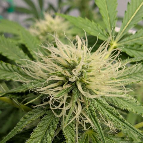 Citrus Fuel (Semi) Automatic growlog timeline photo