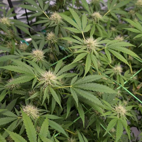 Citrus Fuel (Semi) Automatic growlog timeline photo