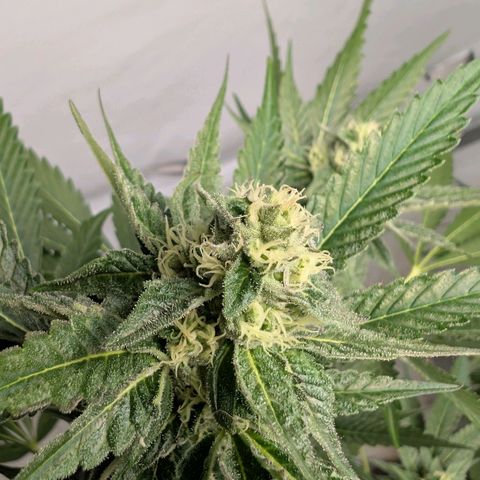 Blue Sunset  growlog timeline photo