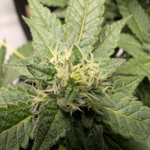 Blue Sunset  growlog timeline photo