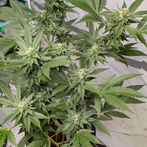 Blue Sunset  growlog timeline photo