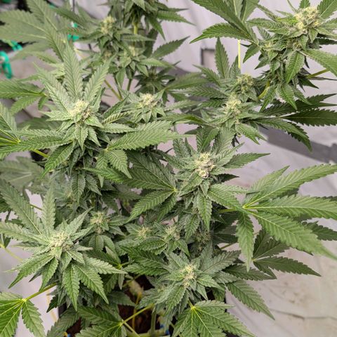 Blue Sunset  growlog timeline photo