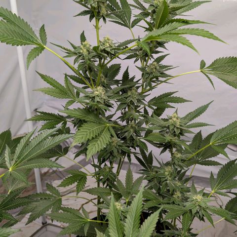 Blue Sunset  growlog timeline photo