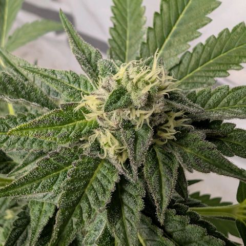 Blue Sunset  growlog timeline photo
