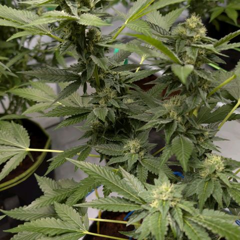 Blue Sunset  growlog timeline photo
