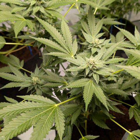 Blue Sunset  growlog timeline photo