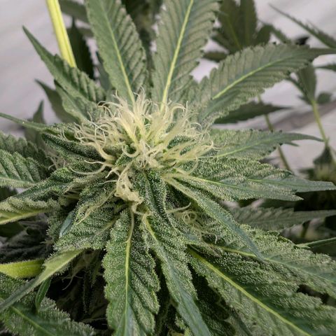 Cherry Bacio  growlog timeline photo