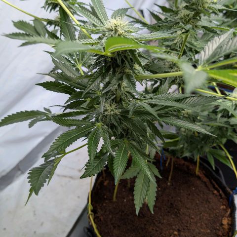 Cherry Bacio  growlog timeline photo