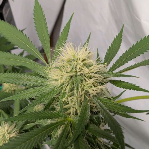 Citrus Fuel (Semi) Automatic growlog timeline photo