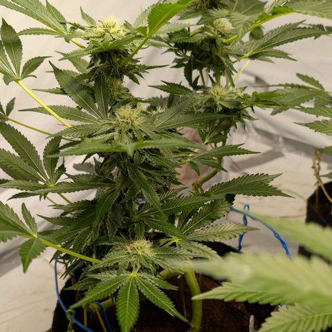 Cherry Bacio  growlog timeline photo