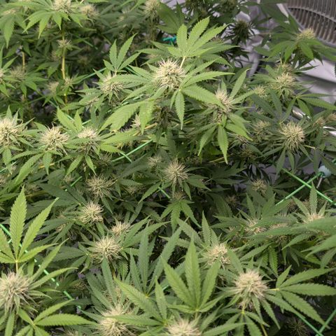 Citrus Fuel (Semi) Automatic growlog timeline photo