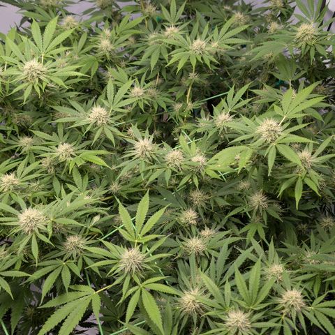 Citrus Fuel (Semi) Automatic growlog timeline photo