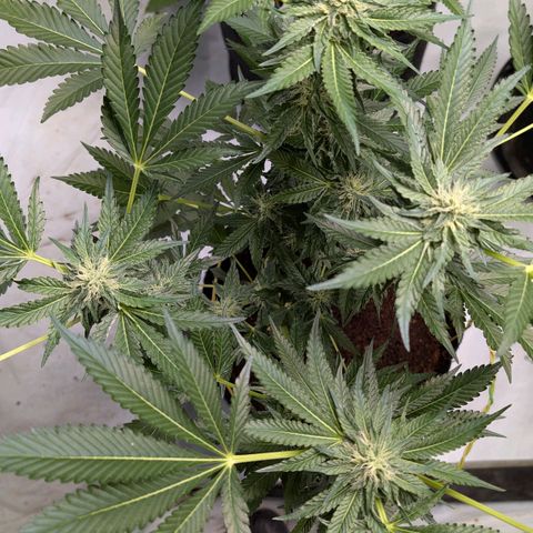 Cherry Bacio  growlog timeline photo