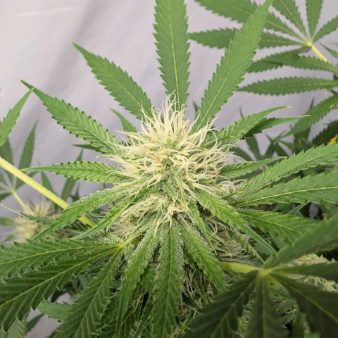 Citrus Fuel (Semi) Automatic growlog timeline photo