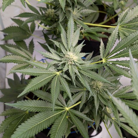 Cherry Bacio  growlog timeline photo