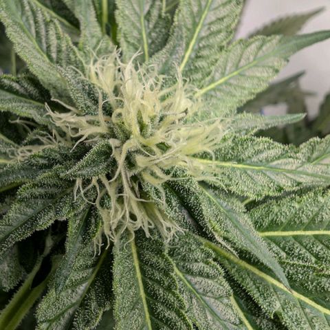 Cherry Bacio  growlog timeline photo