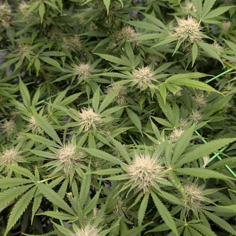 Citrus Fuel (Semi) Automatic growlog timeline photo