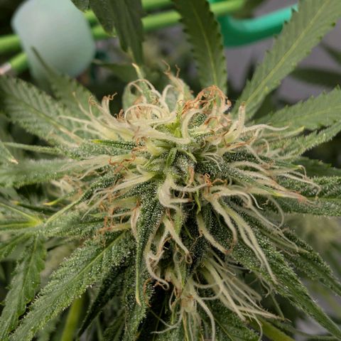 Citrus Fuel (Semi) Automatic growlog timeline photo