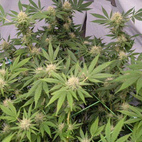 Citrus Fuel (Semi) Automatic growlog timeline photo