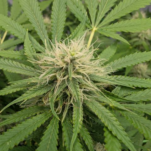 Citrus Fuel (Semi) Automatic growlog timeline photo
