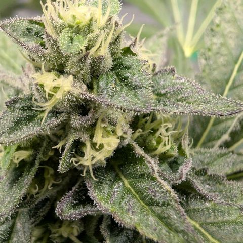 Blue Sunset  growlog timeline photo